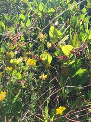 Lotus uliginosus