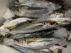 Decapterus