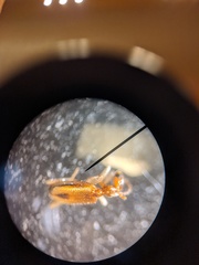 Leptaleus mediaguttatus