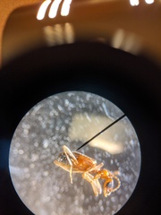 Leptaleus mediaguttatus