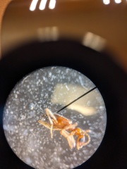 Leptaleus mediaguttatus