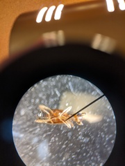 Leptaleus mediaguttatus
