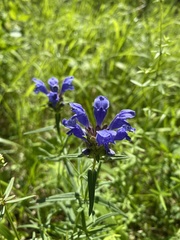 Dracocephalum ruyschiana