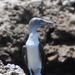 Mainland Blue-footed Booby - Photo (c) ferbotas, some rights reserved (CC BY-NC)