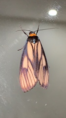 Macrobrochis prasena