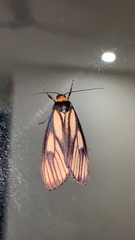 Macrobrochis prasena