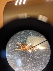 Leptaleus mediaguttatus