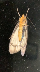 Macrobrochis prasena