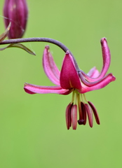 Lilium martagon