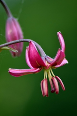 Lilium martagon