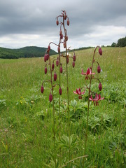 Lilium martagon