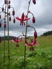 Lilium martagon