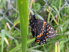 Papilio polyxenes