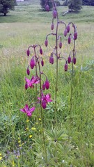 Lilium martagon