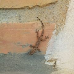 Hemidactylus mabouia