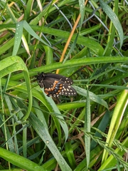 Papilio polyxenes