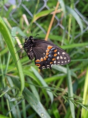 Papilio polyxenes