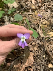 Viola septentrionalis