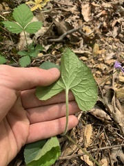 Viola septentrionalis