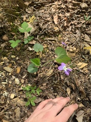 Viola septentrionalis