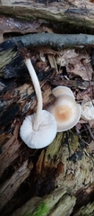 Pluteus tomentosulus