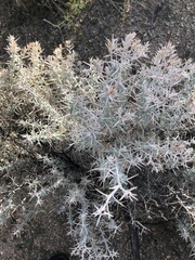 Tetradymia stenolepis