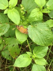 Phyciodes phaon