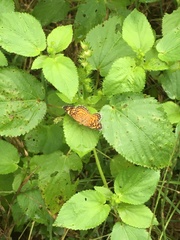 Phyciodes phaon
