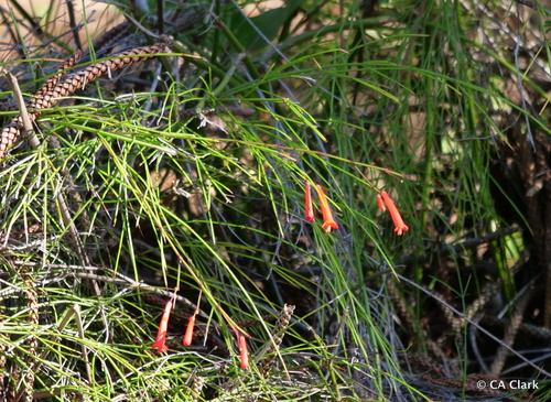 Russelia equisetiformis observed 2017-12-08