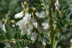 Erophaca baetica orientalis