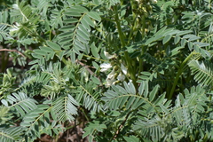 Erophaca baetica orientalis