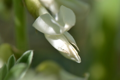 Erophaca baetica orientalis