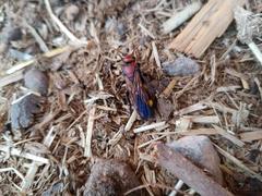 Scolia erythrocephala