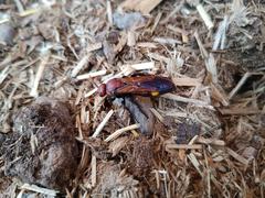 Scolia erythrocephala