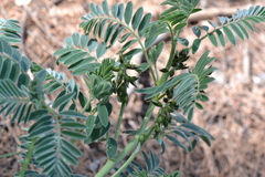 Erophaca baetica orientalis