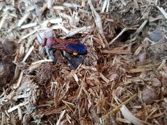 Scolia erythrocephala