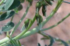 Erophaca baetica orientalis