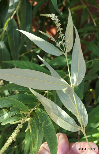Buddleja asiatica