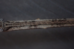 Bactrododema