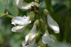 Erophaca baetica orientalis