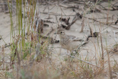 Geositta cunicularia