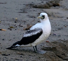 Sula dactylatra personata