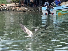 Pelecanus philippensis