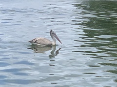 Pelecanus philippensis