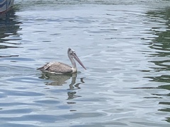 Pelecanus philippensis