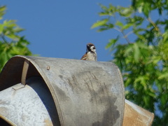 Passer montanus