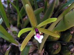 Encyclia microbulbon