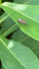 Coenosia