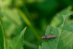 Hippopsis lemniscata