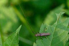 Hippopsis lemniscata